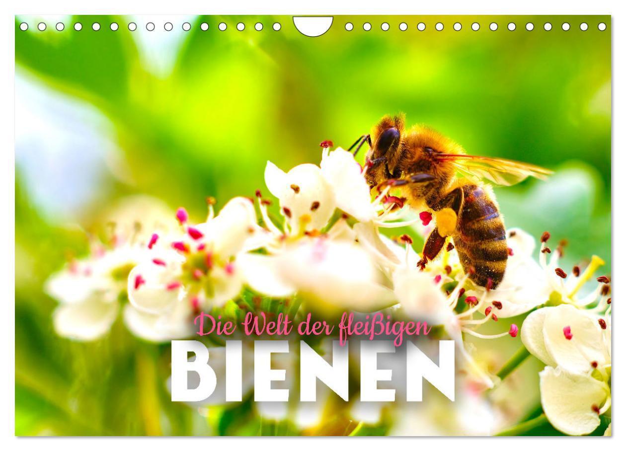 Cover: 9783383927485 | Die Welt der fleißigen Bienen (Wandkalender 2025 DIN A4 quer),...