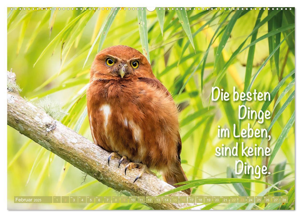 Bild: 9783457179550 | Die Eulen sind los: Edition lustige Tiere (Wandkalender 2025 DIN A2...