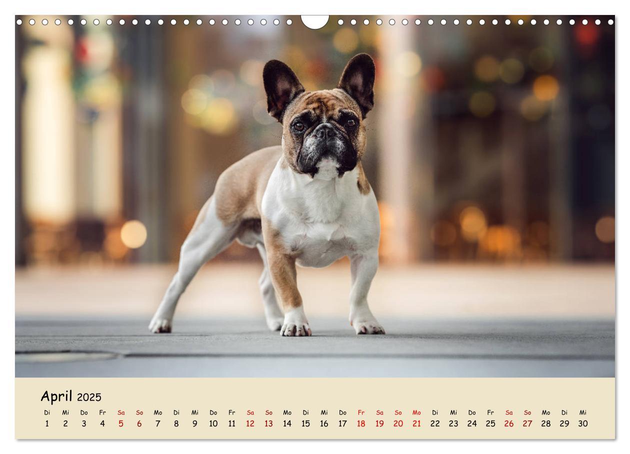 Bild: 9783435222155 | Französische Bulldogge - Clowns auf vier Pfoten (Wandkalender 2025...