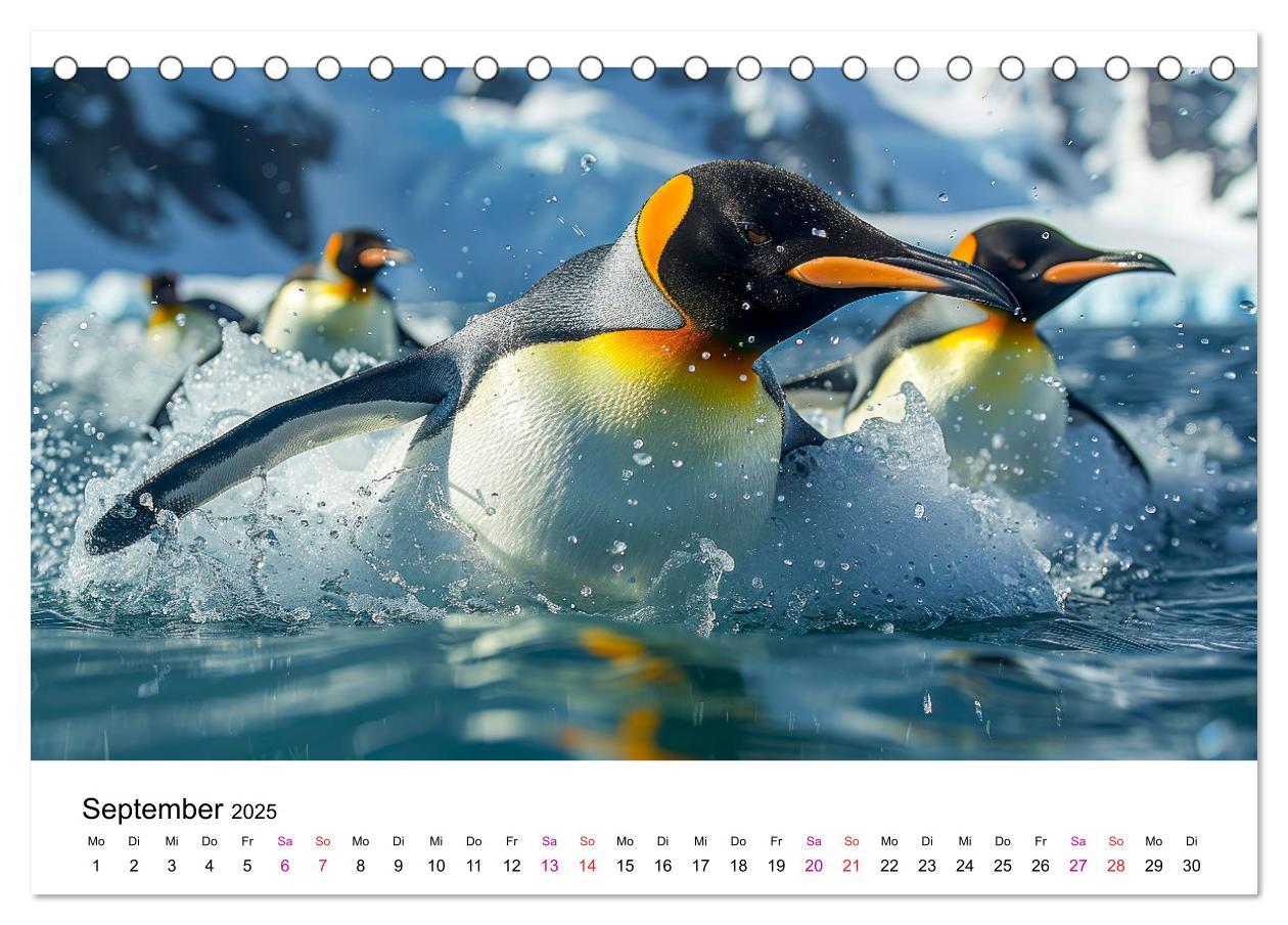 Bild: 9783457164471 | Maritim pur - Pinguine (Tischkalender 2025 DIN A5 quer), CALVENDO...