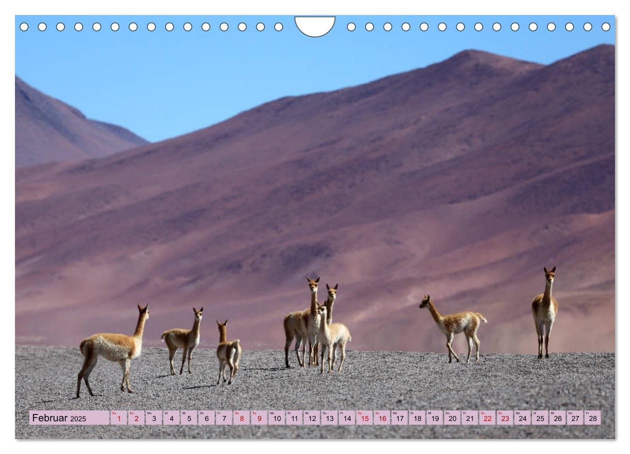 Bild: 9783435235612 | ATACAMA Wunder der Natur (Wandkalender 2025 DIN A4 quer), CALVENDO...