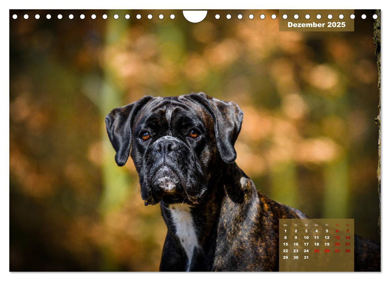 Bild: 9783435110896 | Boxer Frech und fröhlich durch das Jahr (Wandkalender 2025 DIN A4...