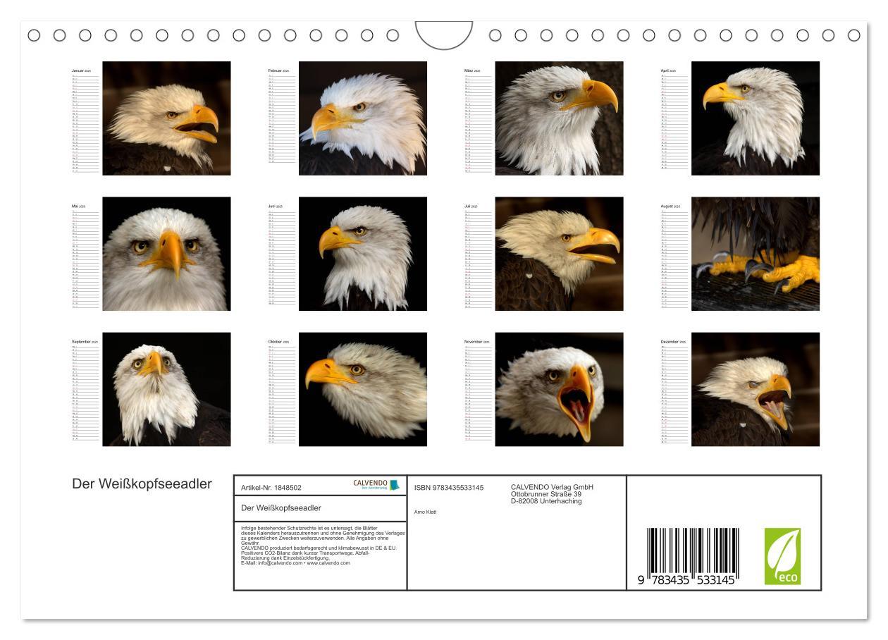 Bild: 9783435533145 | Der Weißkopfseeadler (Wandkalender 2025 DIN A4 quer), CALVENDO...