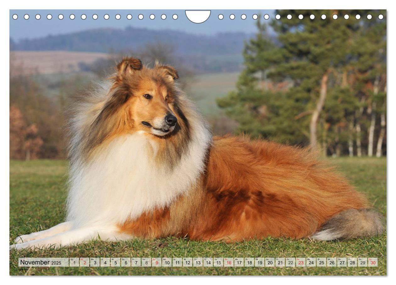 Bild: 9783435312528 | Collie - Das Glück hat 4 Pfoten (Wandkalender 2025 DIN A4 quer),...