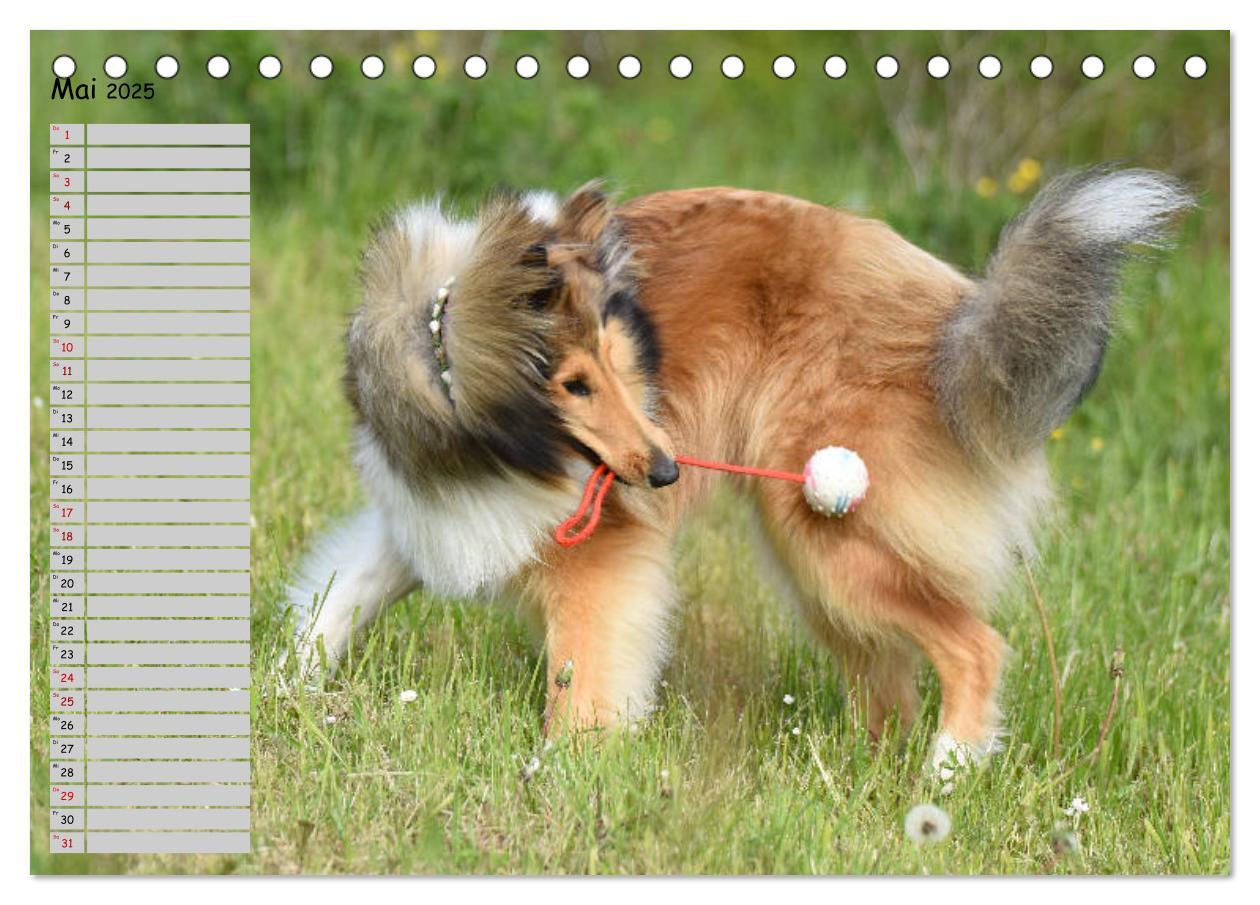 Bild: 9783435412259 | Highland Hawk Fame - Ein Collie begleitet durch das Jahr...