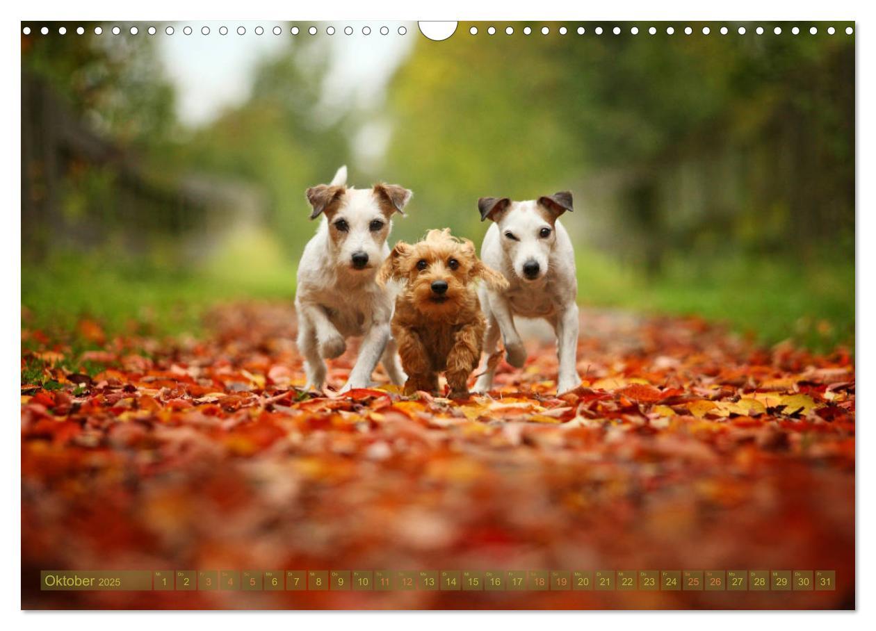 Bild: 9783435473199 | Die Parson-Russell-Terrier ...mit neuen Abenteuern aus der...