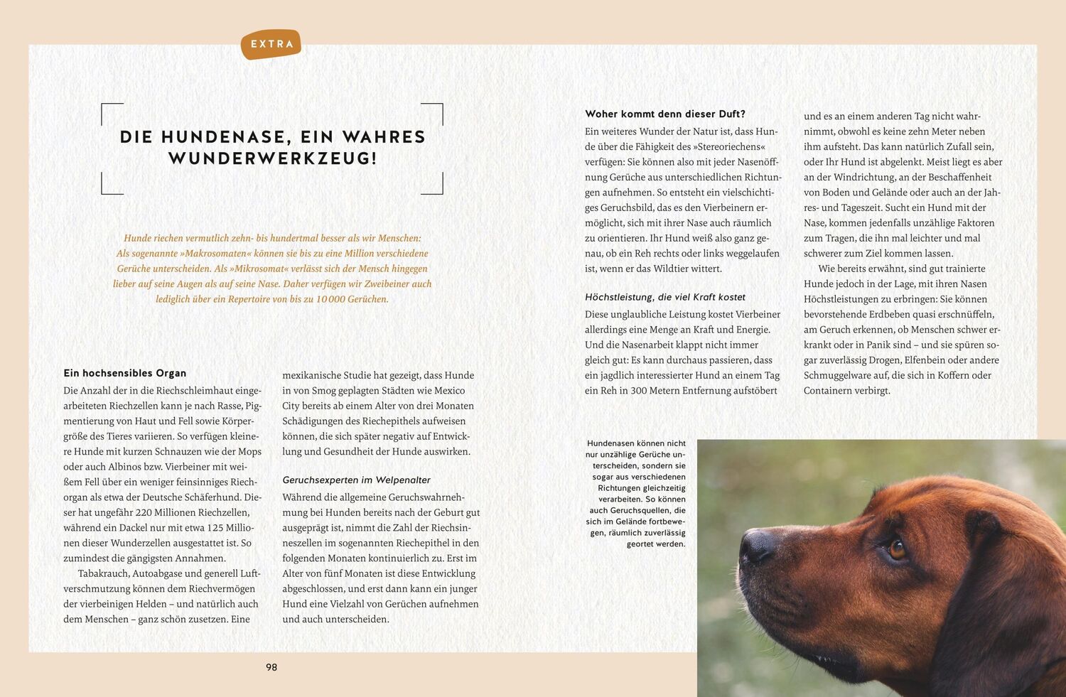 Bild: 9783833881947 | Nie mehr Stress mit meinem jagenden Hund | Alexandra Wischall-Wagner