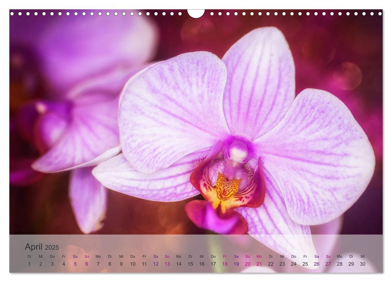 Bild: 9783435689361 | Phalaenopsis - die zauberhafte Welt der Orchideen (Wandkalender...