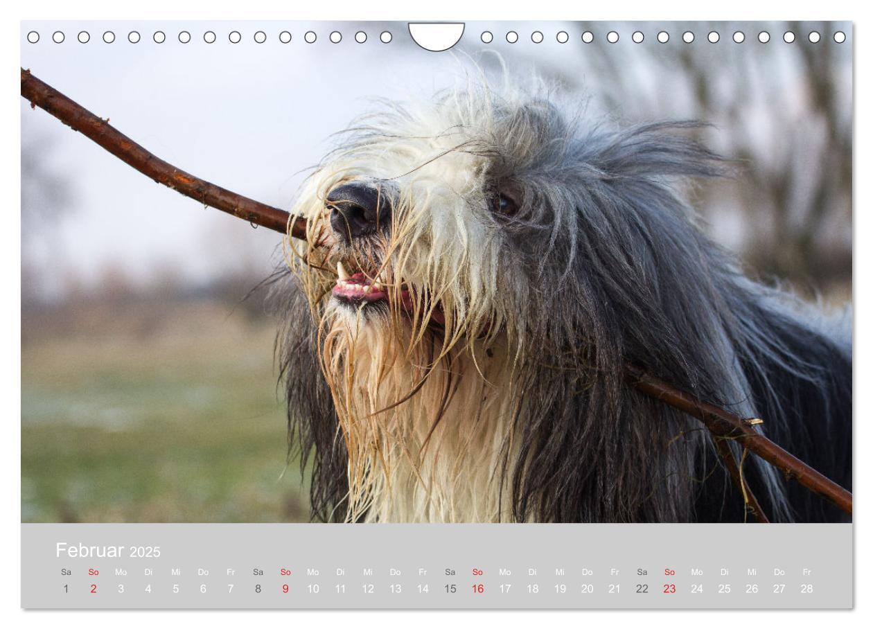 Bild: 9783435427239 | BEARDED COLLIES 2025 (Wandkalender 2025 DIN A4 quer), CALVENDO...