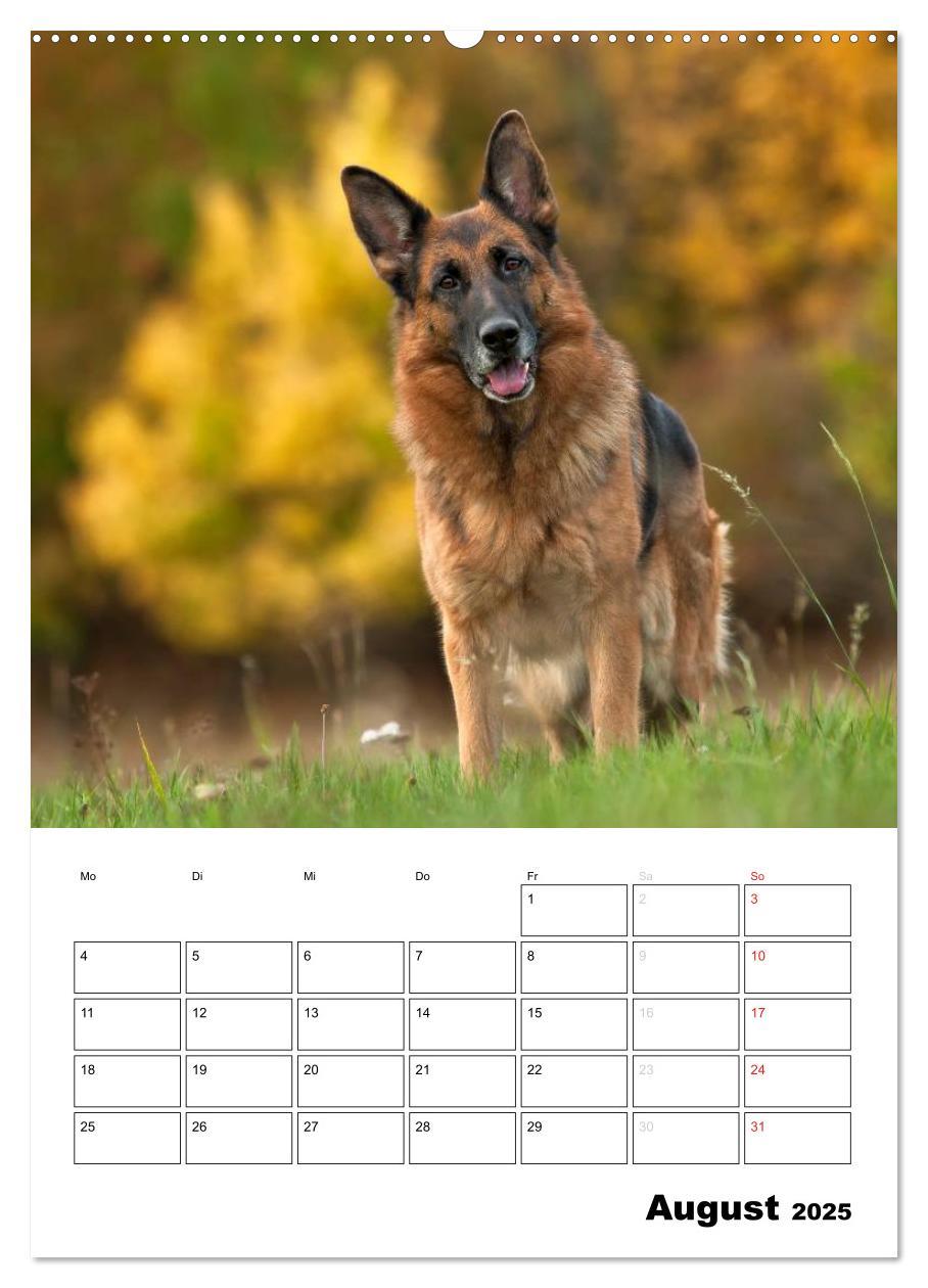 Bild: 9783457025895 | Deutsche Schäferhunde - Seelentröster auf vier Pfoten (Wandkalender...