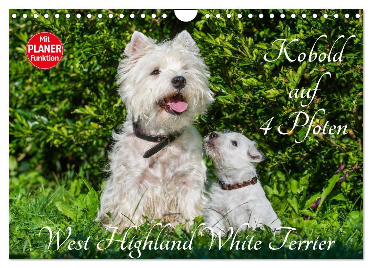 Cover: 9783675693821 | Kobold auf 4 Pfoten - West Highland White Terrier (Wandkalender...