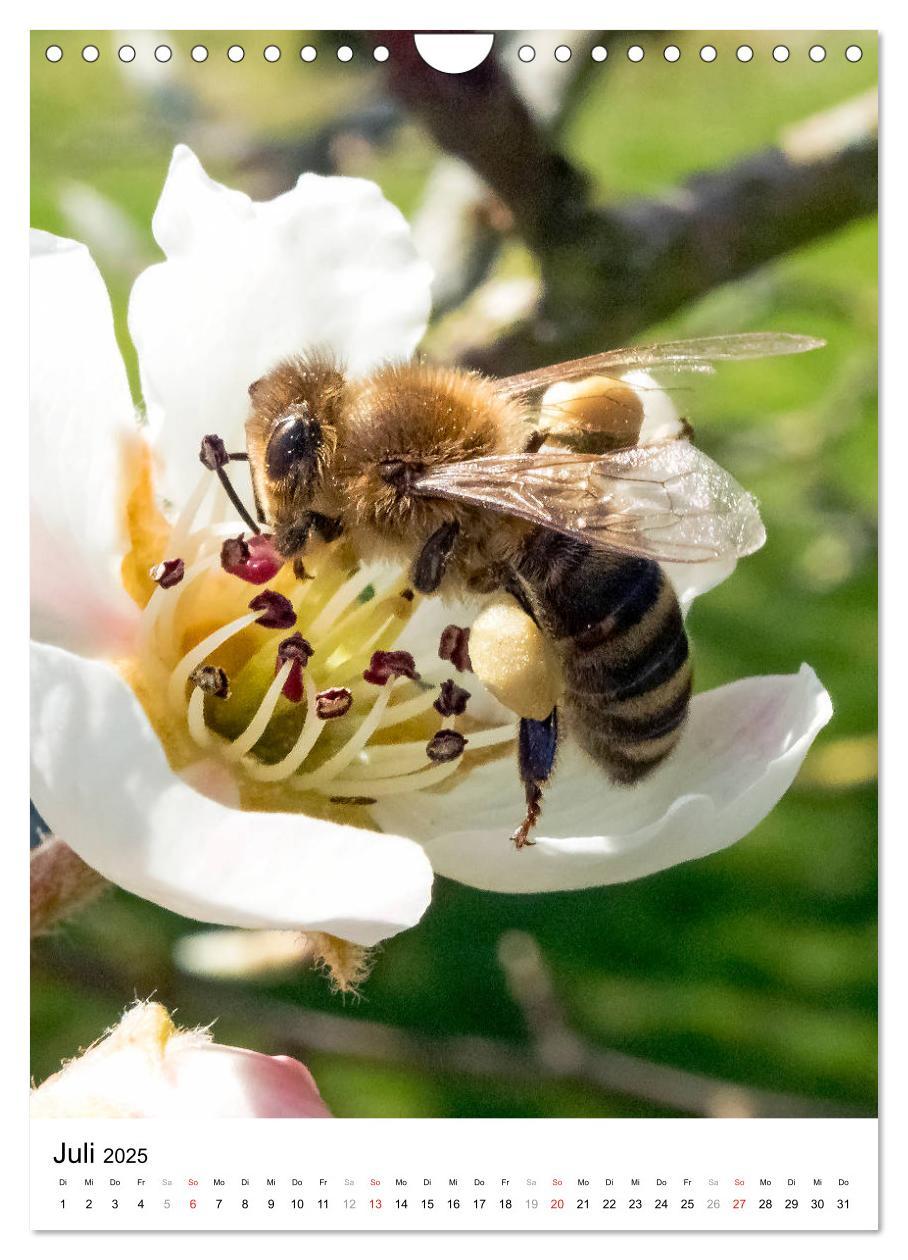 Bild: 9783435966653 | BIENEN - Kleine Nützlinge ganz nah (Wandkalender 2025 DIN A4 hoch),...