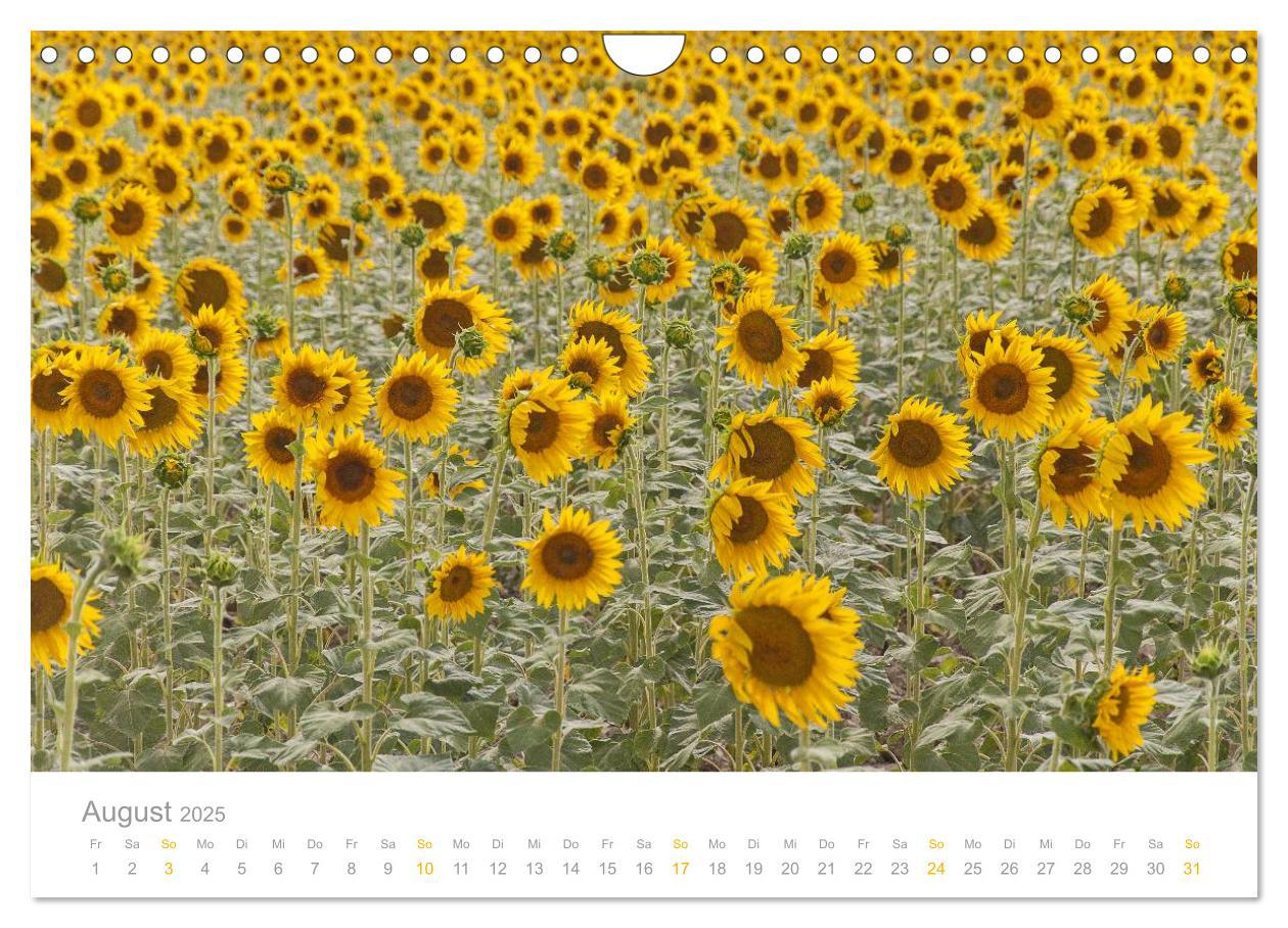 Bild: 9783435793686 | Provence: Malerisches Südfrankreich (Wandkalender 2025 DIN A4...