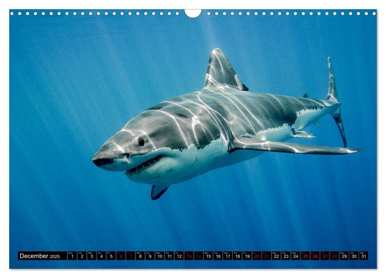 Bild: 9781325942909 | The Great White Shark: King of the Ocean (Wall Calendar 2025 DIN A3...