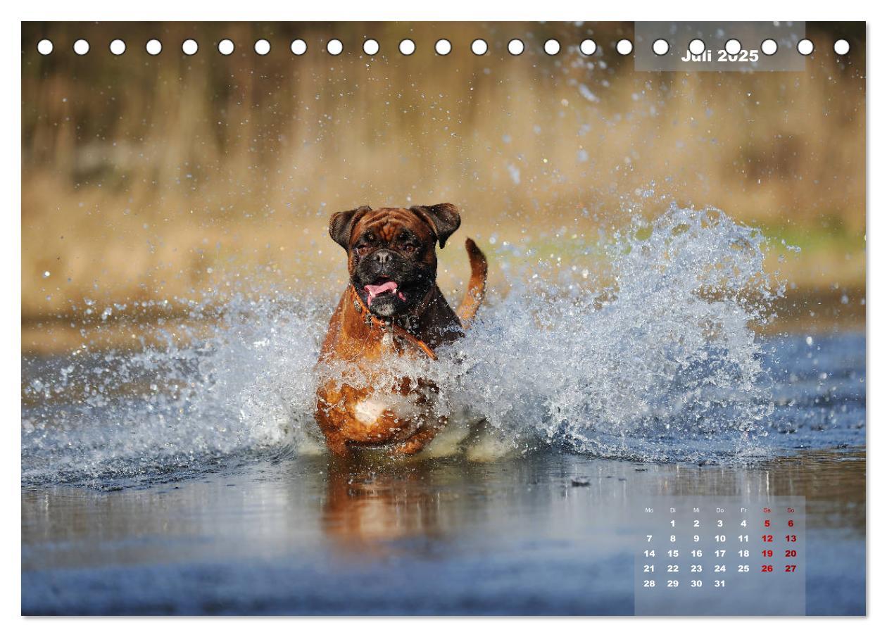 Bild: 9783435337774 | Typisch Boxer (Tischkalender 2025 DIN A5 quer), CALVENDO...