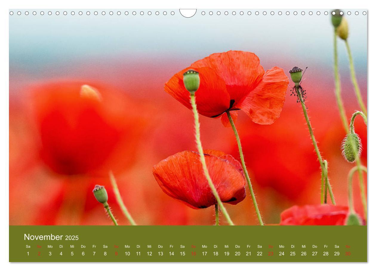 Bild: 9783435122516 | Mohnblumen Romantik (Wandkalender 2025 DIN A3 quer), CALVENDO...