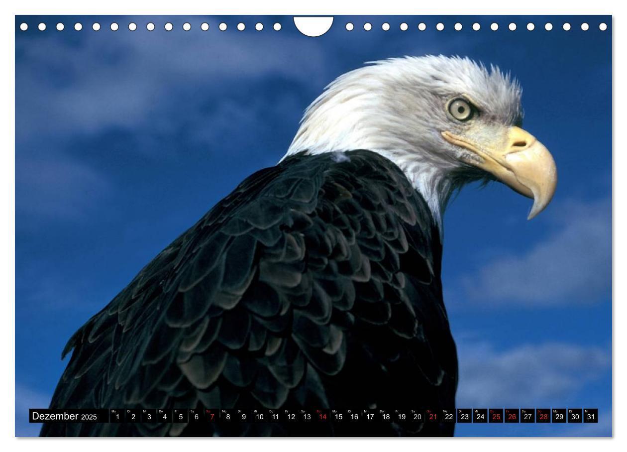 Bild: 9783435518135 | Weißkopfseeadler. Symbol der Freiheit (Wandkalender 2025 DIN A4...