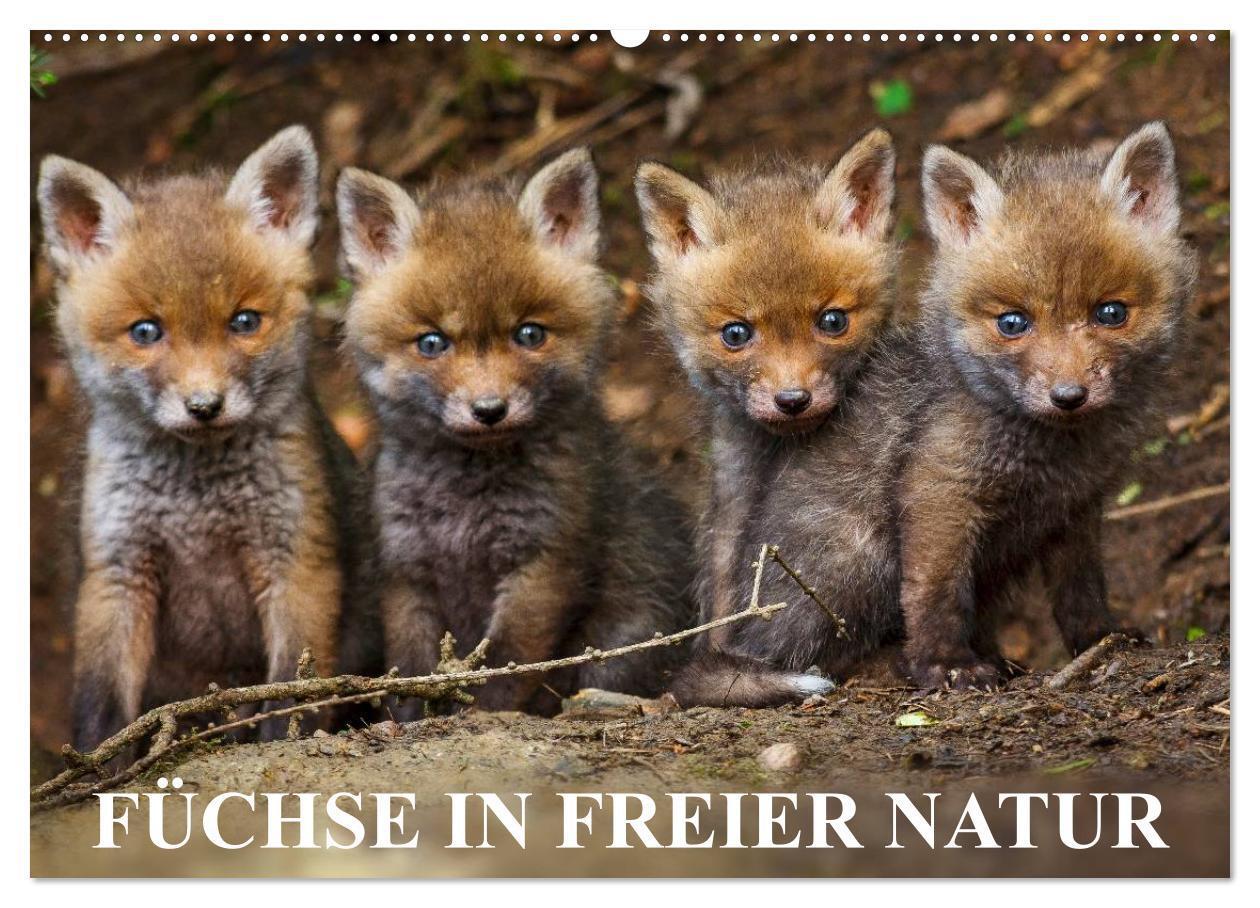 Cover: 9783675638433 | Füchse in freier Natur (Wandkalender 2024 DIN A2 quer), CALVENDO...