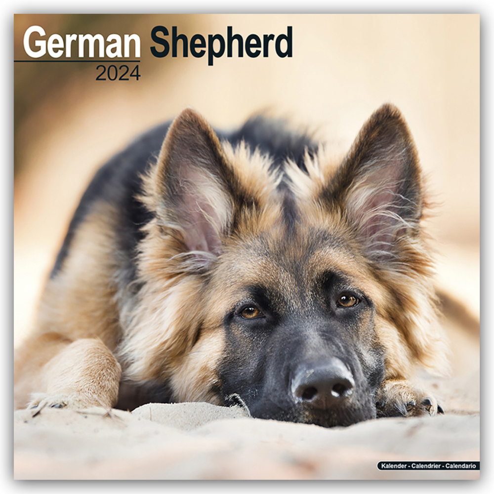 Cover: 9781804600474 | German Shepherd - Deutsche Schäferhunde 2024 - 16-Monatskalender | Ltd