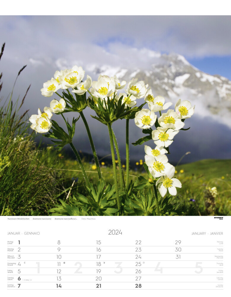 Bild: 9788868396671 | Alpenblumen Kalender 2024 | Fiori alpini - Alpine flowers | Verlag