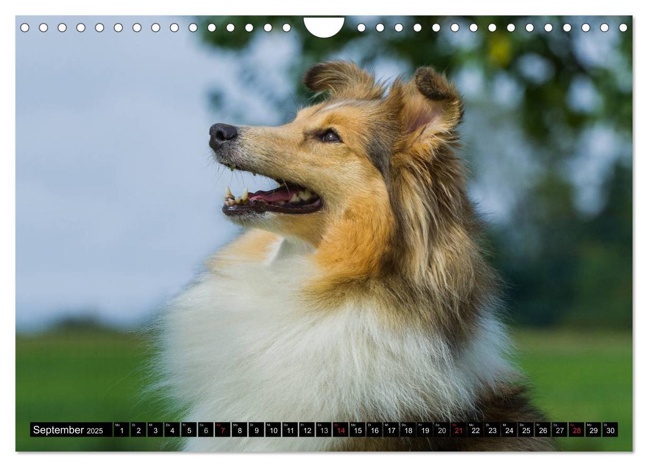 Bild: 9783435569878 | Traumhund Sheltie (Wandkalender 2025 DIN A4 quer), CALVENDO...