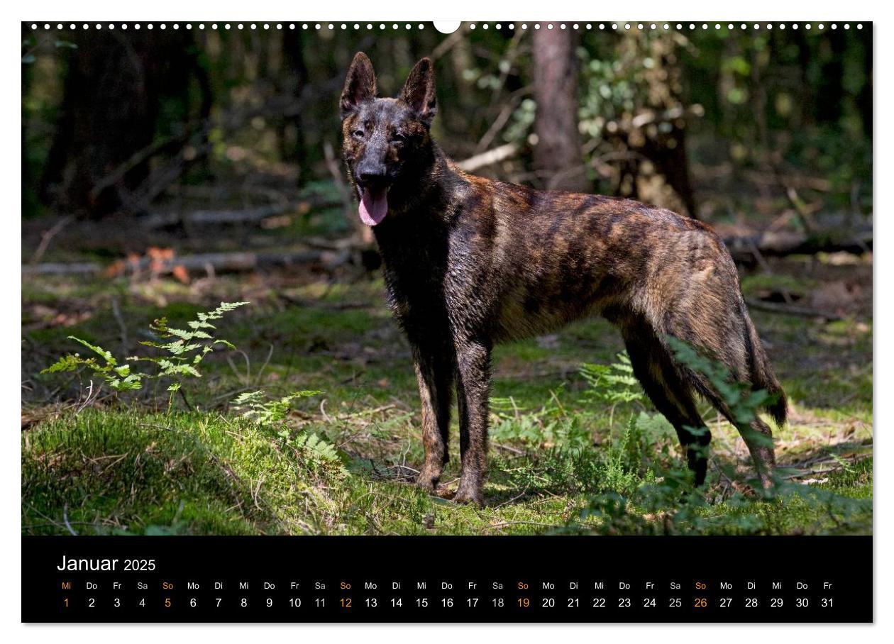 Bild: 9783435686681 | Holländischer Schäferhund (Wandkalender 2025 DIN A2 quer), CALVENDO...