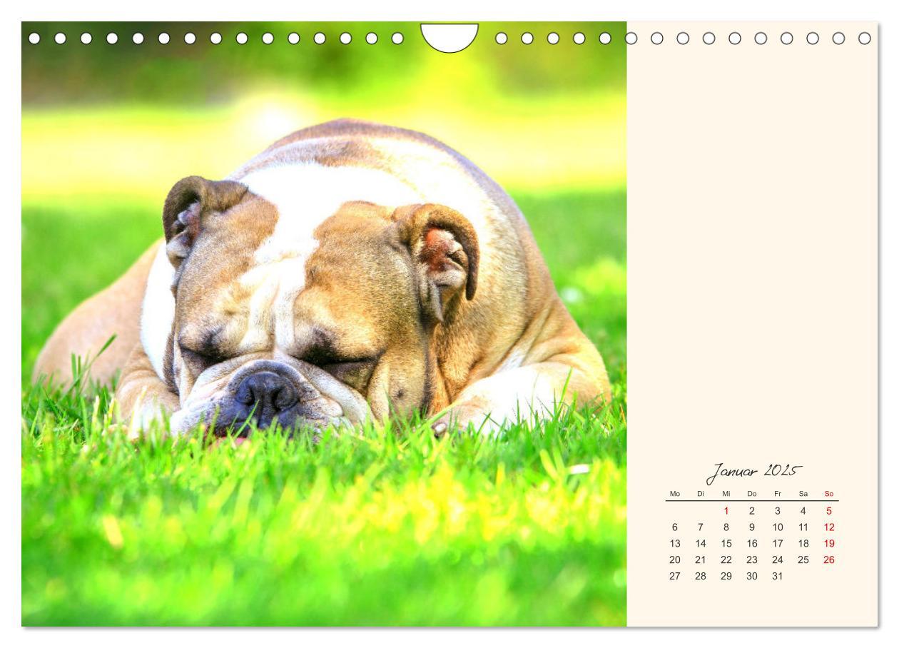 Bild: 9783435067367 | Dicke Freunde. Englische Bulldoggen (Wandkalender 2025 DIN A4...