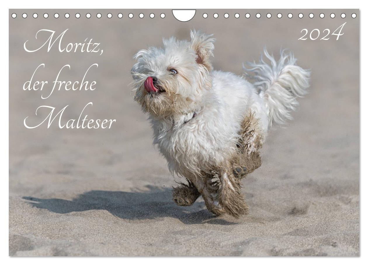 Cover: 9783383049880 | Moritz, der freche Malteser (Wandkalender 2024 DIN A4 quer),...