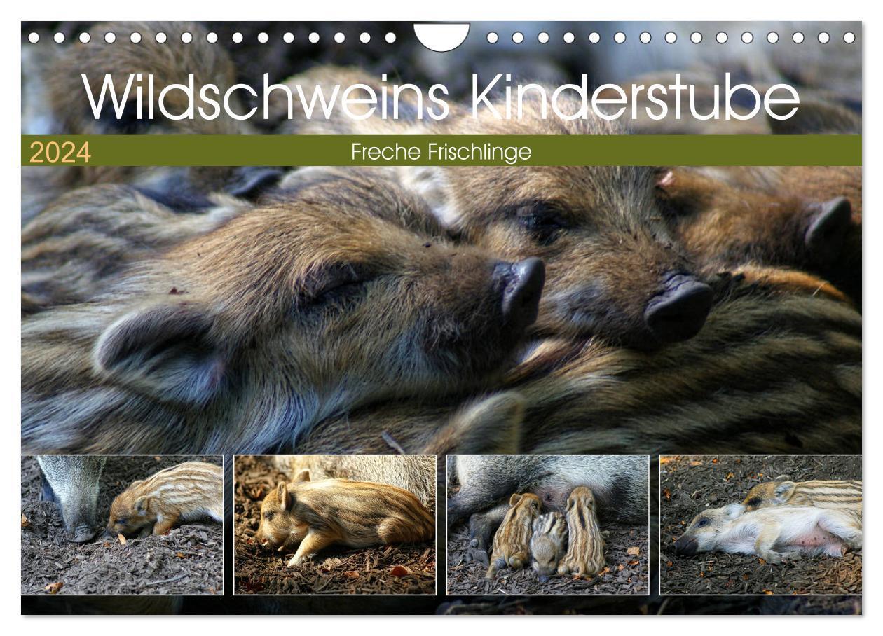 Cover: 9783383217067 | Wildschweins Kinderstube - Freche Frischlinge (Wandkalender 2024...