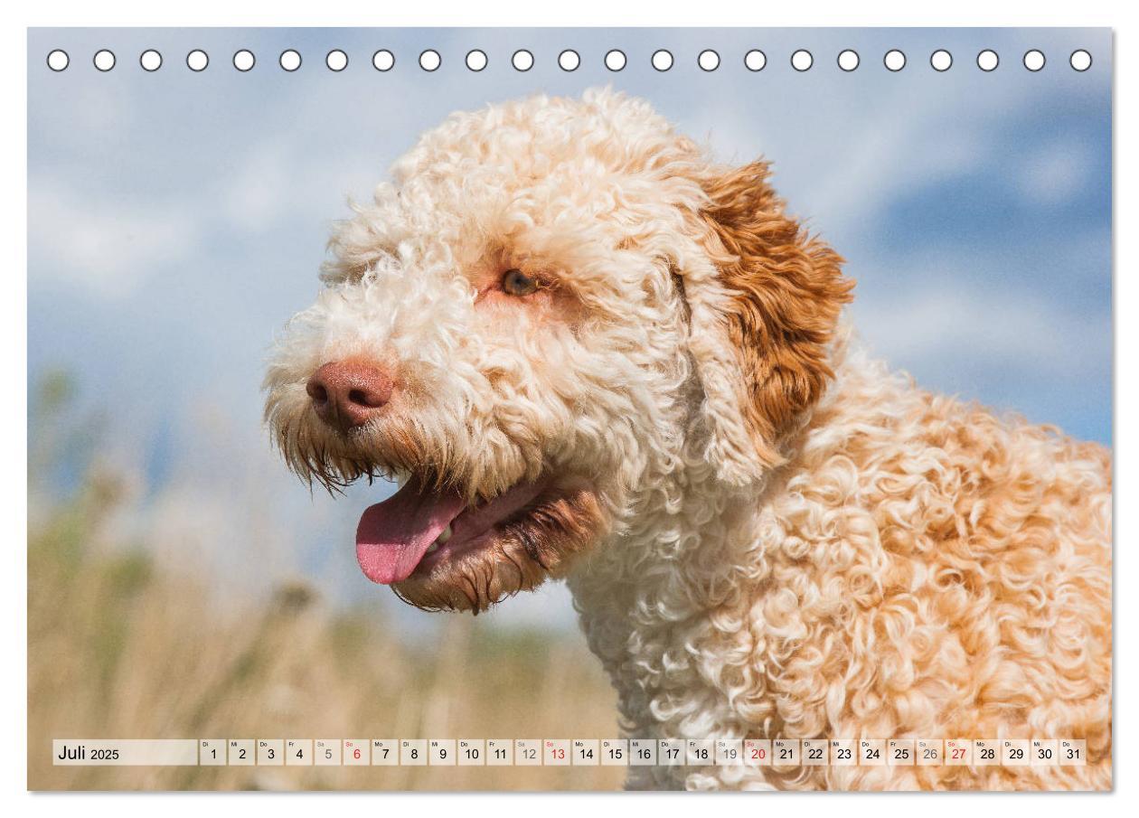 Bild: 9783435311484 | Lagotto Romagnolo - Ein Hund zum Verlieben (Tischkalender 2025 DIN...