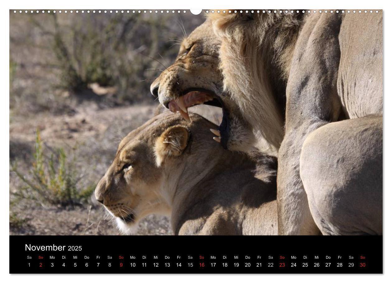 Bild: 9783435837397 | Löwen - Könige der Tiere (Wandkalender 2025 DIN A2 quer), CALVENDO...