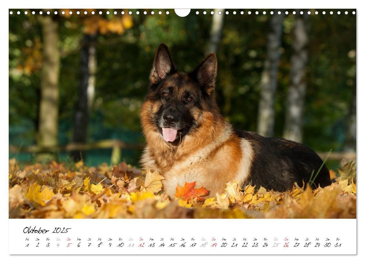 Bild: 9783435495511 | Schäferhunde Seelenhunde (Wandkalender 2025 DIN A3 quer), CALVENDO...