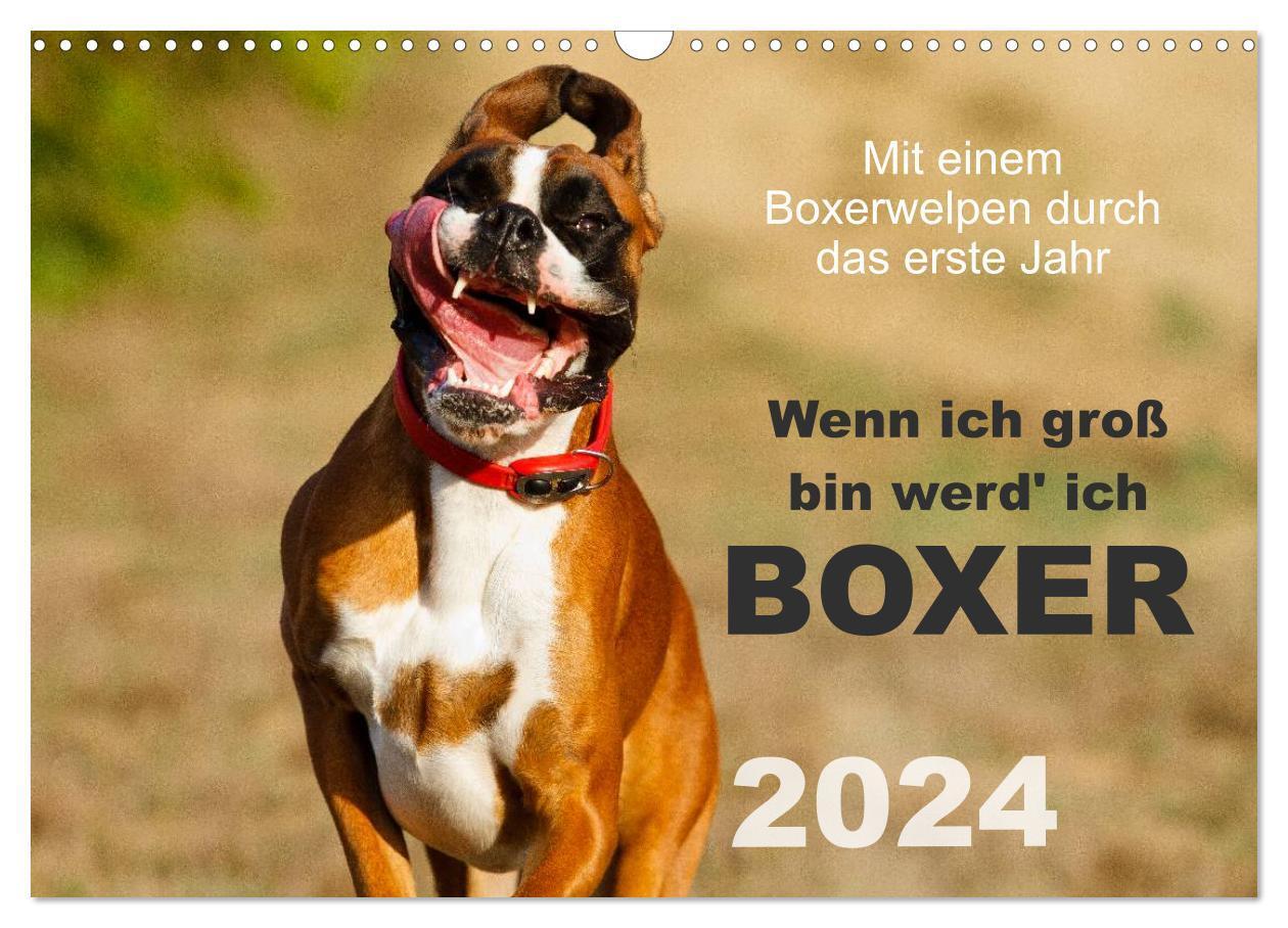 Cover: 9783383511585 | Wenn ich groß bin werd' ich Boxer (Wandkalender 2024 DIN A3 quer),...