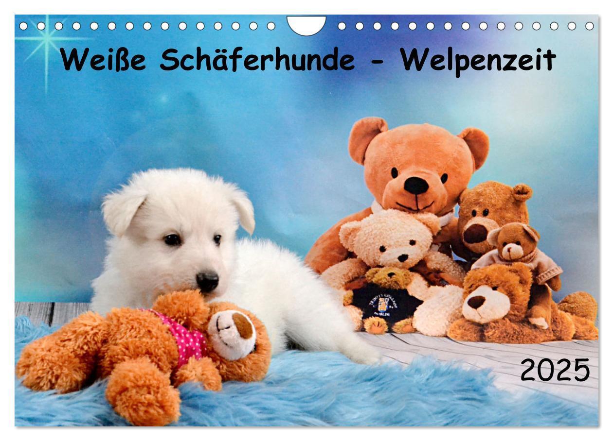 Cover: 9783435034109 | Weiße Schäferhunde - Welpenzeit (Wandkalender 2025 DIN A4 quer),...