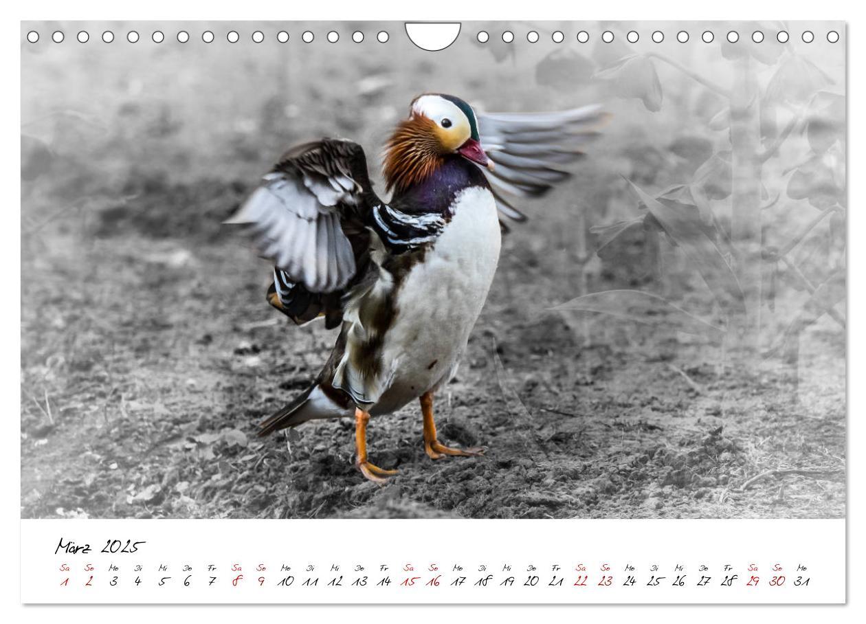 Bild: 9783435365418 | Abenteuer einer Mandarinente (Wandkalender 2025 DIN A4 quer),...