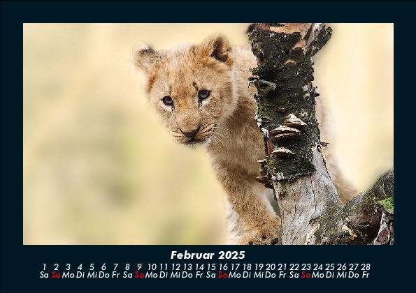 Bild: 9783755988403 | Löwen in der Wildnis 2025 Fotokalender DIN A5 | Tobias Becker | 2025