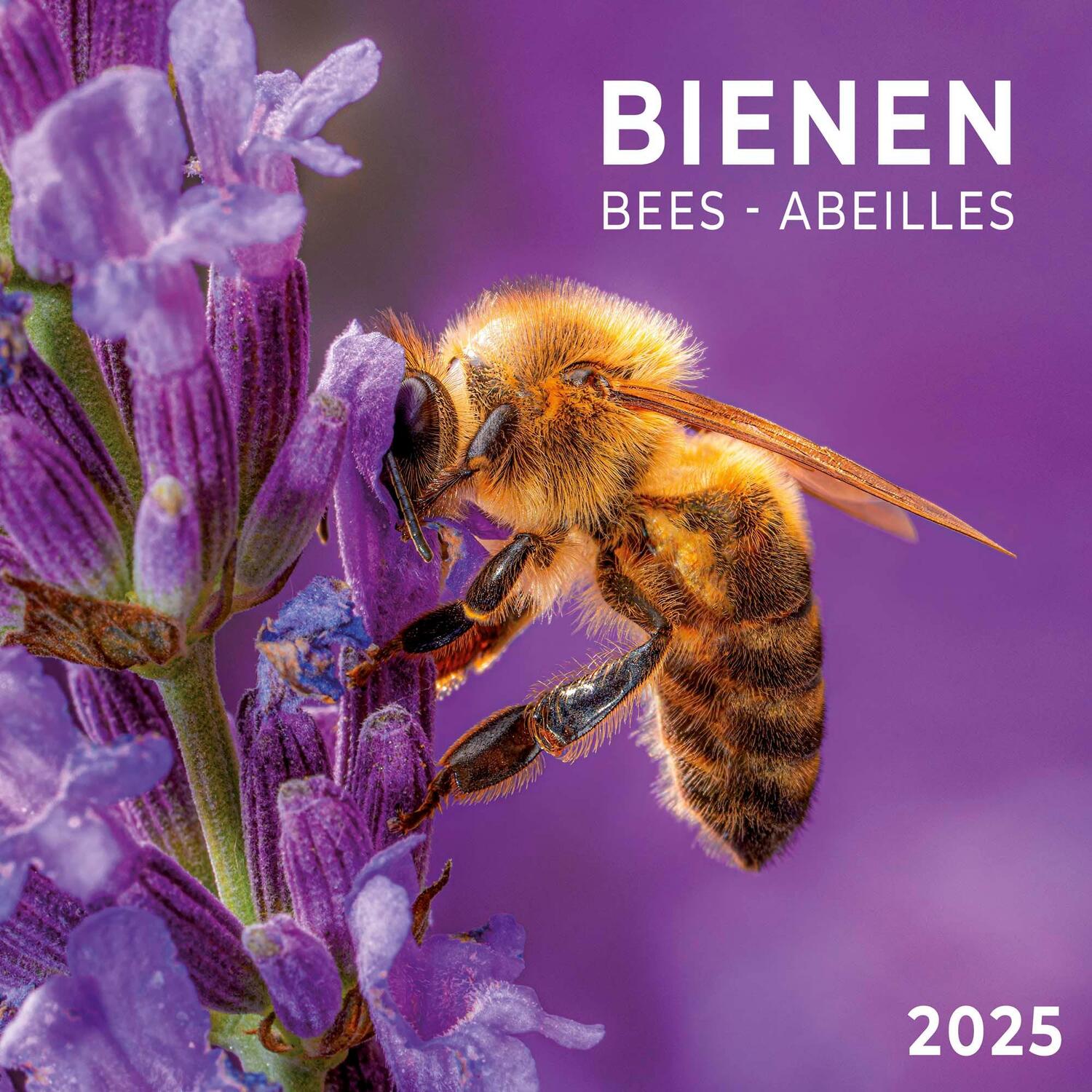 Cover: 9783959294751 | Bienen 2025 | Kalender 2025 | Kalender | Artwork Edition | 28 S.