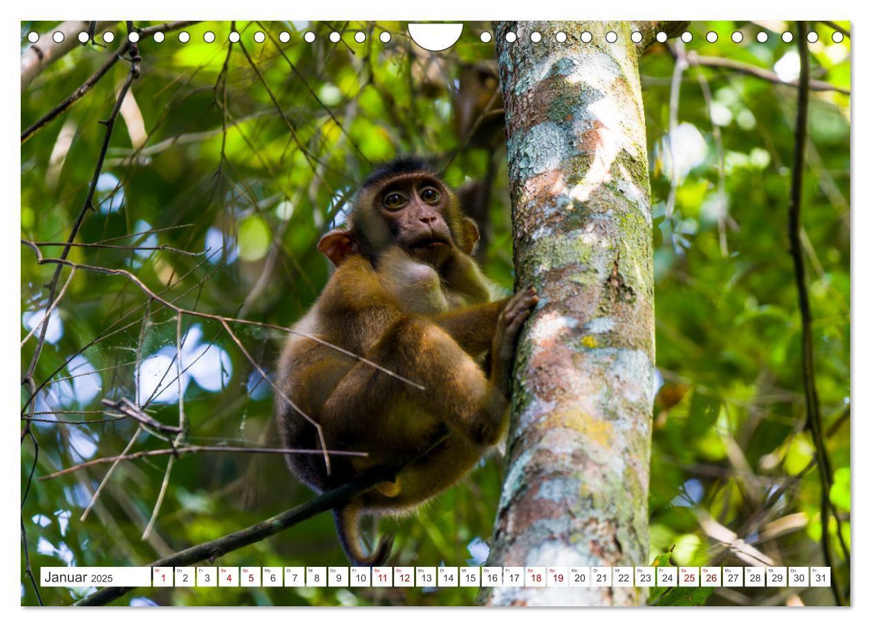 Bild: 9783457151006 | Gunung Leuser Nationalpark Sumatra (Wandkalender 2025 DIN A4 quer),...