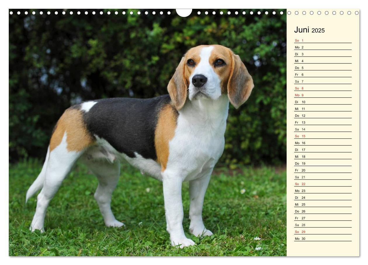 Bild: 9783435541287 | Beagle - Herz auf 4 Pfoten (Wandkalender 2025 DIN A3 quer),...