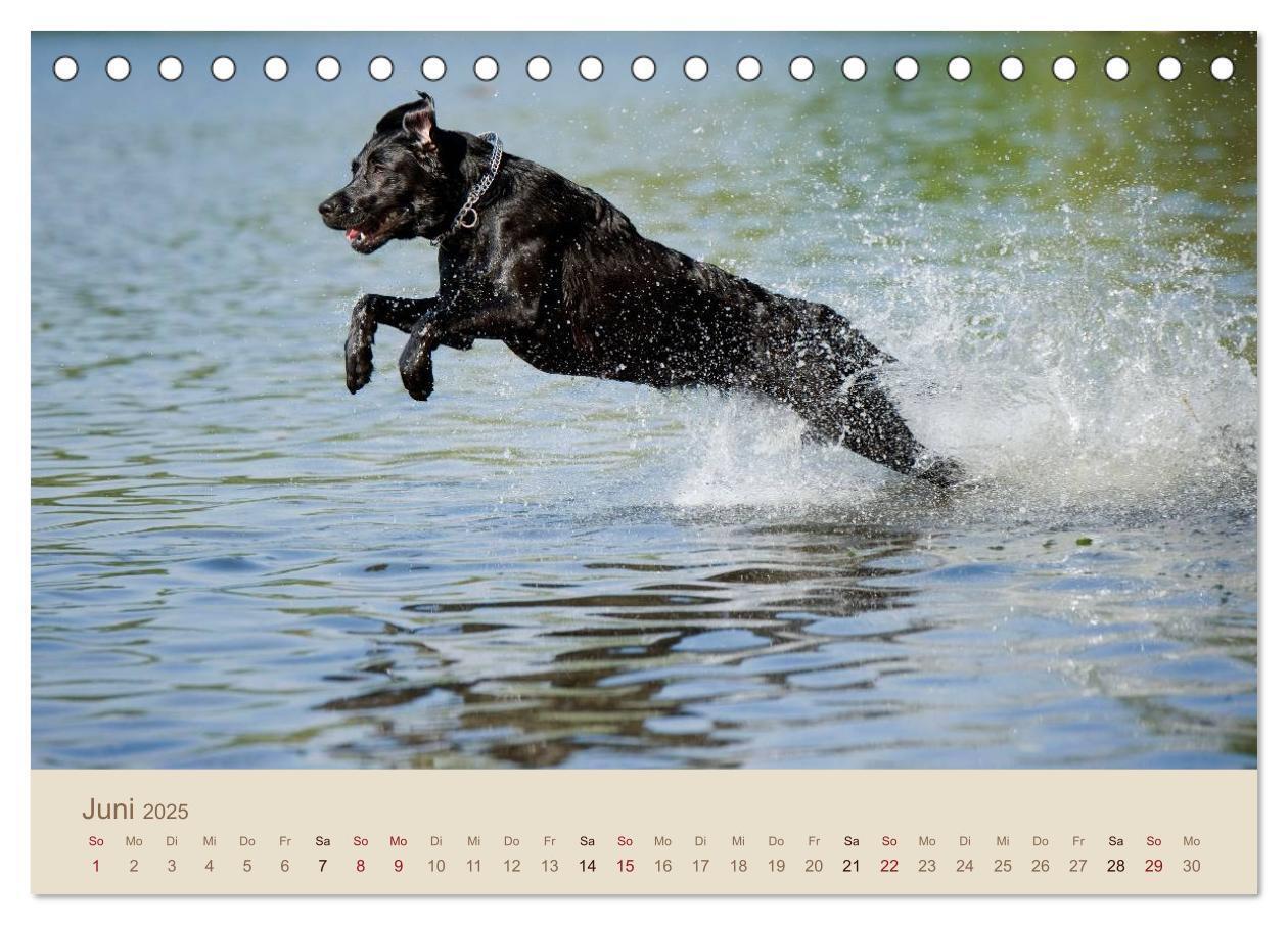 Bild: 9783435723805 | Labrador Retriever (Tischkalender 2025 DIN A5 quer), CALVENDO...