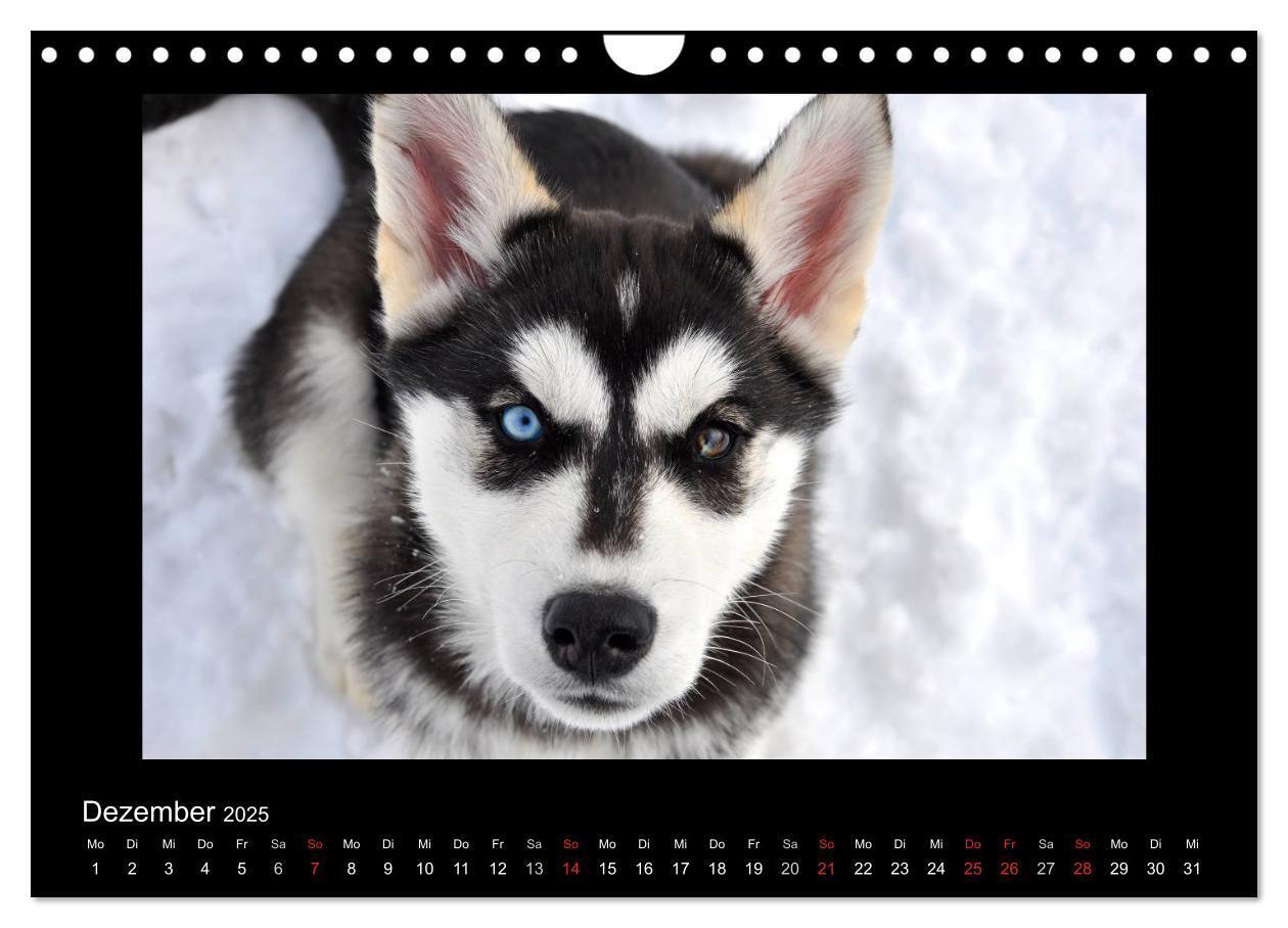 Bild: 9783435837649 | Husky-Kalender (Wandkalender 2025 DIN A4 quer), CALVENDO...