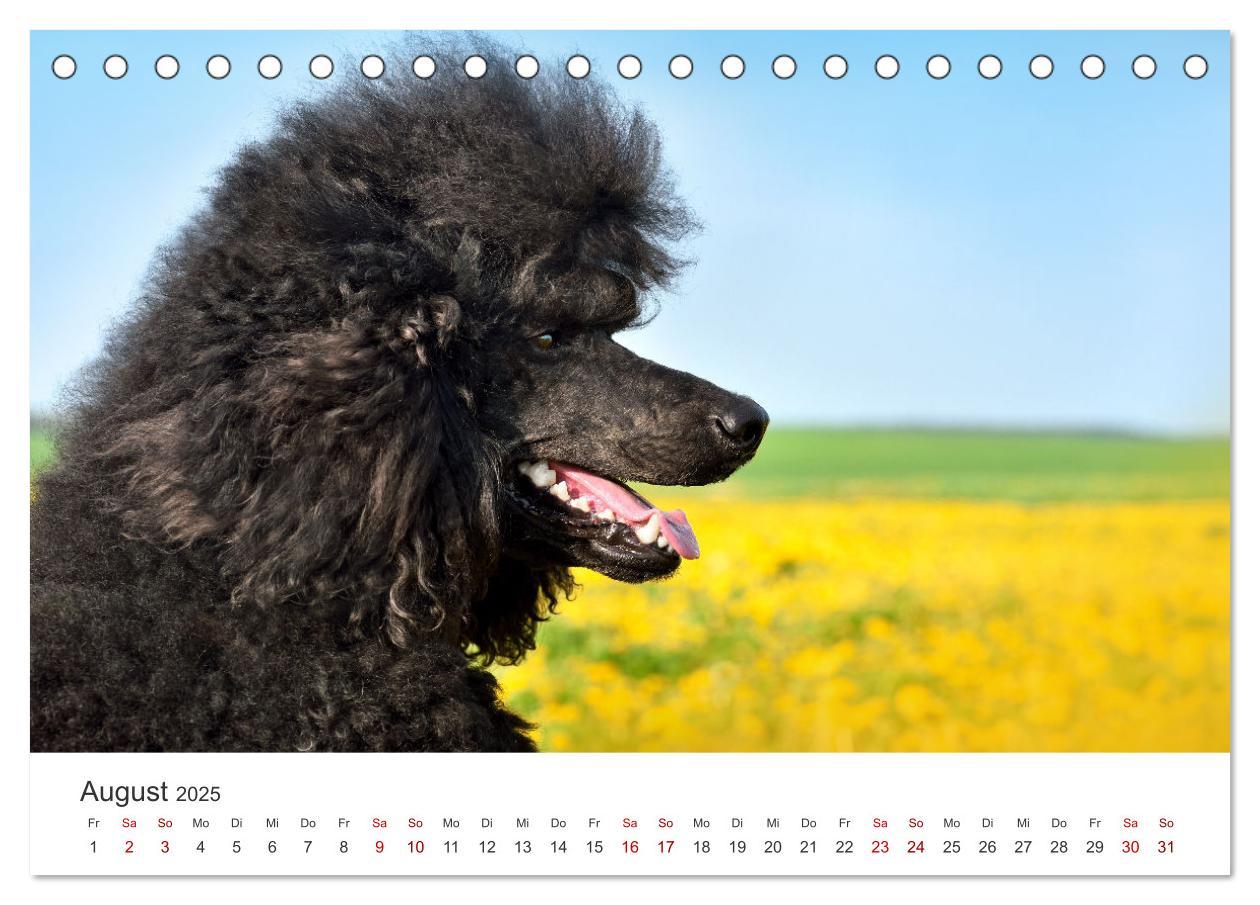 Bild: 9783383928758 | Pudel - Die flauschigen Lockenköpfe. (Tischkalender 2025 DIN A5...