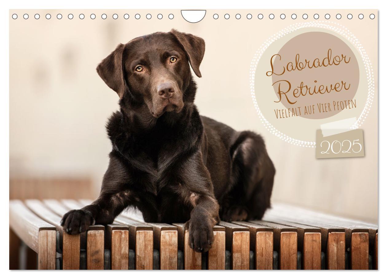 Cover: 9783383960611 | Labrador Retriever - Vielfalt auf Vier Pfoten (Wandkalender 2025...