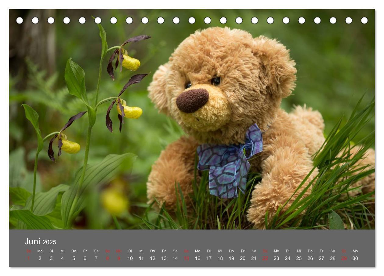 Bild: 9783435502172 | Travelling Teddy 2025 (Tischkalender 2025 DIN A5 quer), CALVENDO...