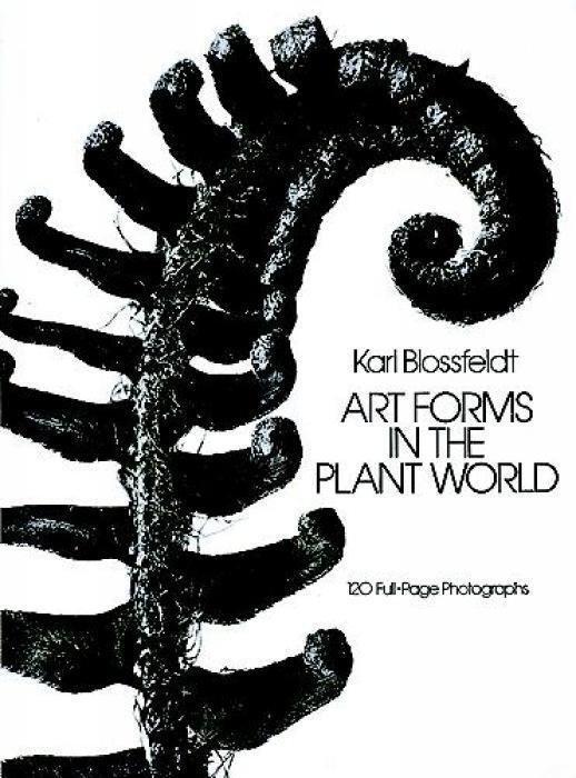 Cover: 9780486249902 | Art Forms in the Plant World | Karl Blossfeldt | Taschenbuch | 1986