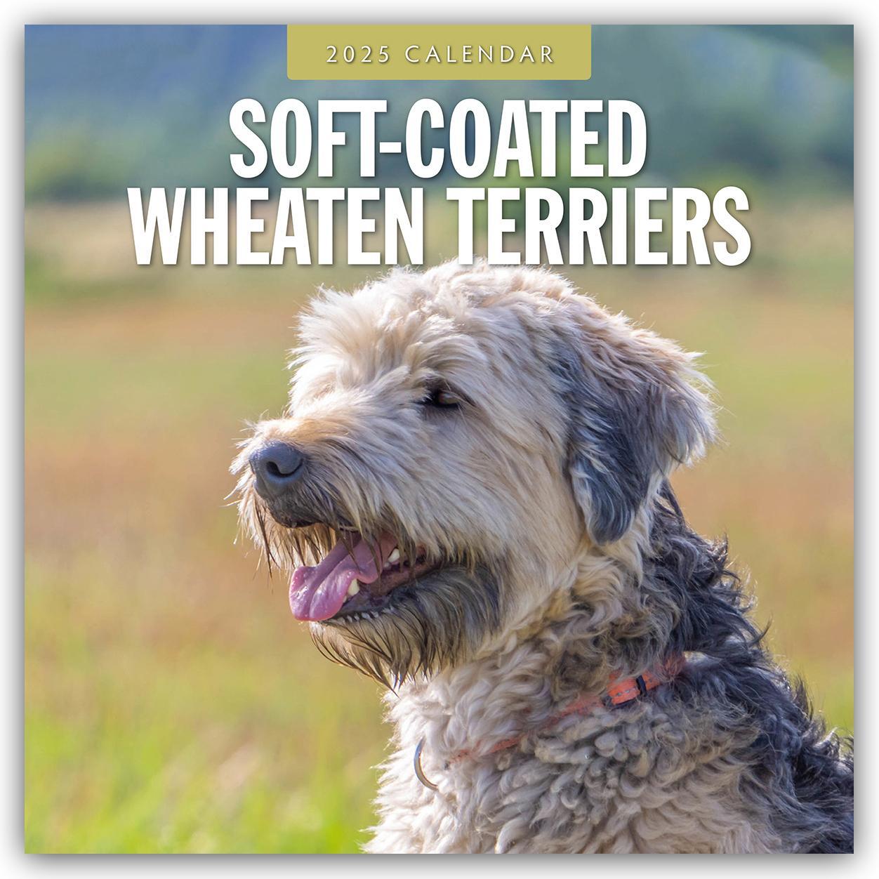 Cover: 9781804425138 | Soft-Coated Wheaten Terriers - Soft-Coated Wheaten Terrier 2025 -...