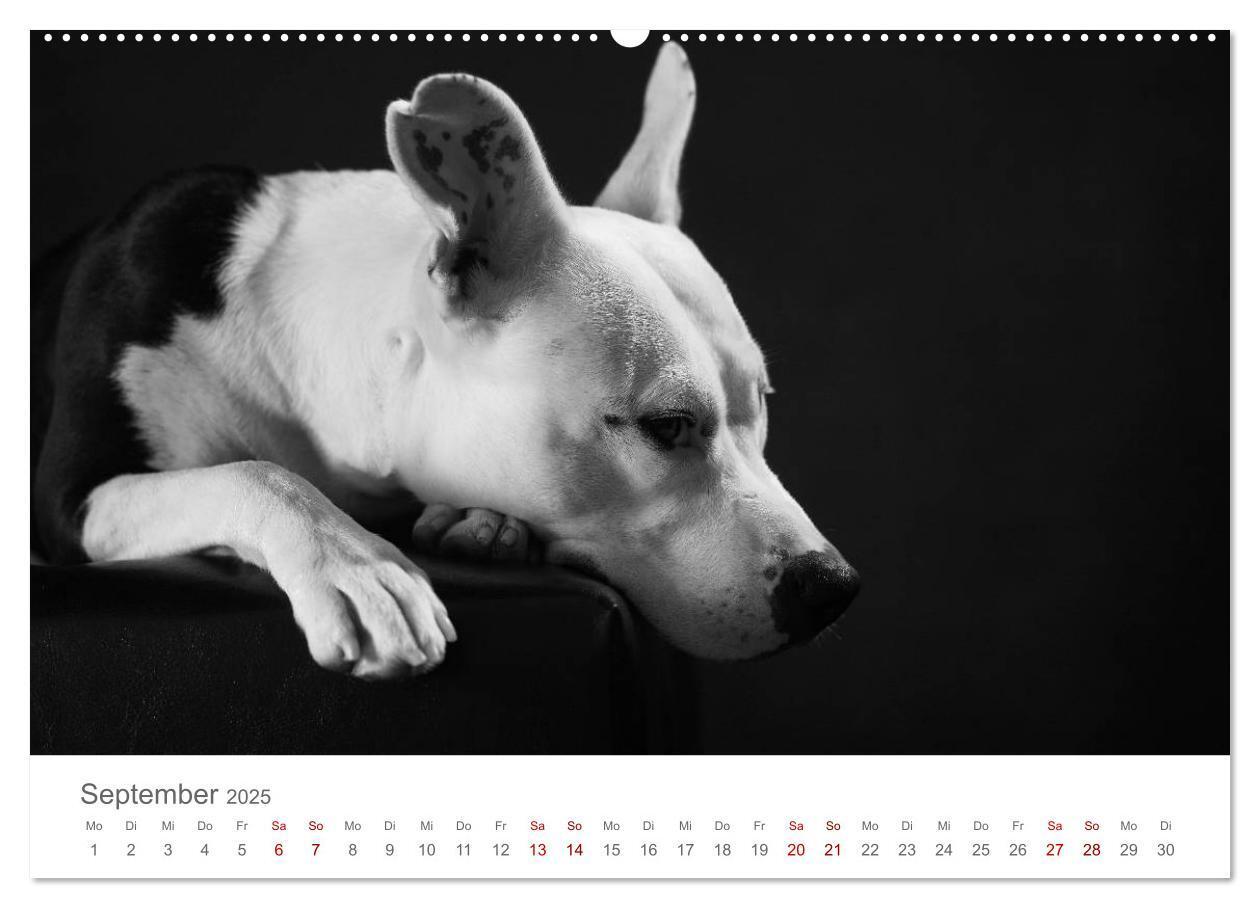 Bild: 9783435434213 | Hundeportraits Fine Art (Wandkalender 2025 DIN A2 quer), CALVENDO...