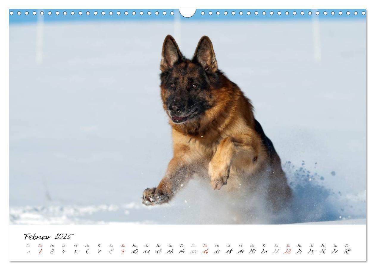 Bild: 9783435495511 | Schäferhunde Seelenhunde (Wandkalender 2025 DIN A3 quer), CALVENDO...