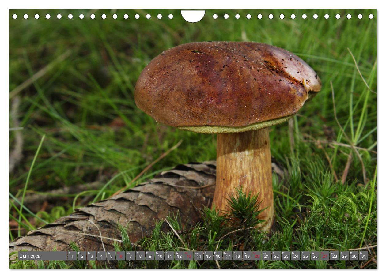 Bild: 9783435078844 | PILZE IM WALD (Wandkalender 2025 DIN A4 quer), CALVENDO Monatskalender