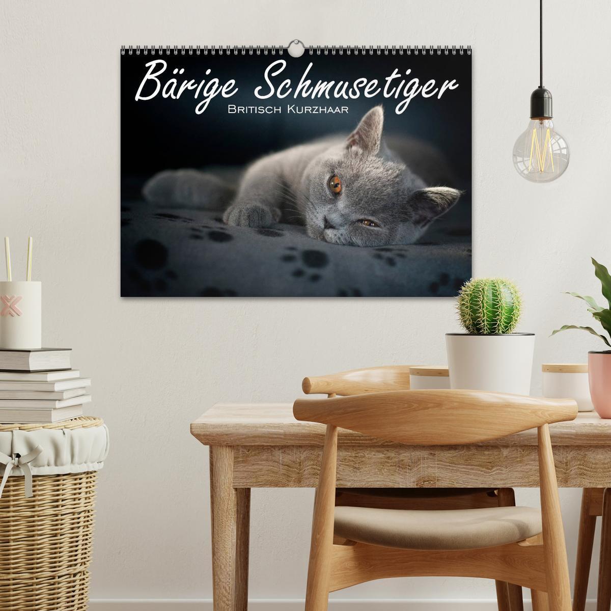 Bild: 9783435739226 | Bärige Schmusetiger - Britisch Kurzhaar / CH-Version (Wandkalender...